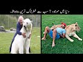 7 Most Unusual Pets In The World Urdu | دنیا میں موجود خطرناک ترین پالتو جانور | Haider Tv