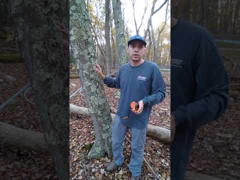 Measuring maple trees for tapping