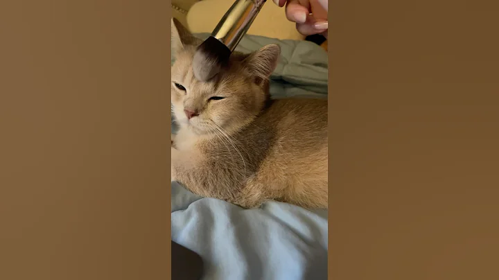 Watch the video about Giving munchkin asmr ☁️ my family’s new baby 🤍 listening to some relaxing cat music