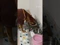 〔雑種犬〕食べる所を撮影してたら、ダンディー坂野みたいな退場になっちゃった(笑)