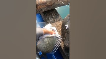 1 Con Cá Rô Phi Đột Biến #fishing #cadia