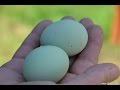 Исследование зелёных яиц китайских чернокожих кур породы Ухэйилюй