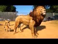 Planet Zoo - West African Lion - Open World Free Roam Gameplay (PC HD) [1080p60FPS]