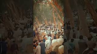 Pindi di mandiyan😍 jaffar mandi last year memory  #foryou  #pindi  #jaffarmandi  #fatehjangi  #fypシ