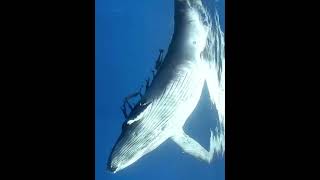 Diver with whale ?? | | بو علياء صانع المحتوى البحري shorts animals