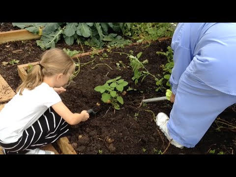 Harvesting Vegetables in the Monroe School Garden