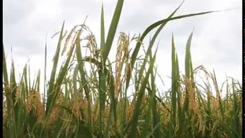 Como plantar arroz de sequeiro?