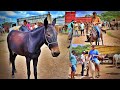 FEIRA DE CAVALO (BURRO MINEIRO E JUMENTO) EM CARUARU PE!! TERÇA FEIRA 22/02/2022