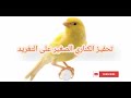 تعليم فراخ الكناري الغناء الصحيح بدون اخطاء تعليم فراخ الكناري الغناء الصحيح بدون اخطاء