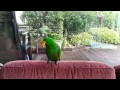 Eclectus singing