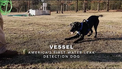 Civil + Structural Engineer Media presents Vessel, America's First Water Leak Detection Dog