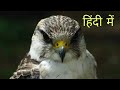 Top 3 FASTEST BIRD'S IN THE WORLD ( IN HINDI) 2020 ll Peregrine Falcon || दुनिया के सबसे तेज जानवर