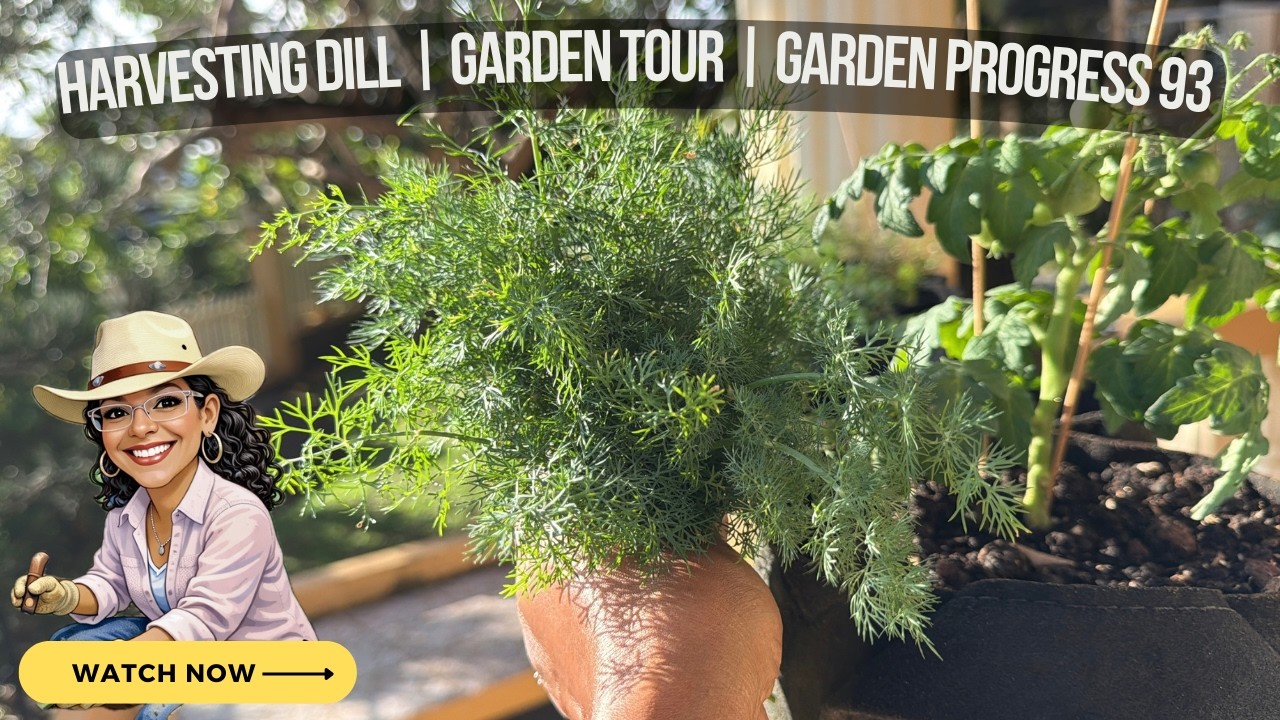 Сбор урожая укропа | Экскурсия по саду | Прогресс в садоводстве 94