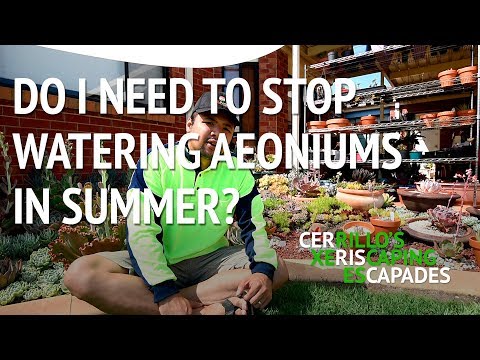 Do I need to stop watering aeoniums in summer?