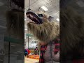 Werewolf at Costco #shorts #viralvideo  #halloween #werewolf