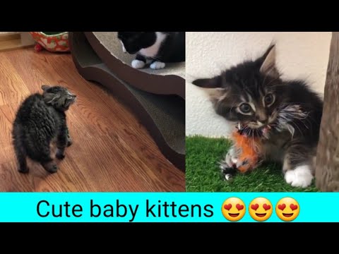 funny-kittens-/-gatos-graciosos-/-funny-videos