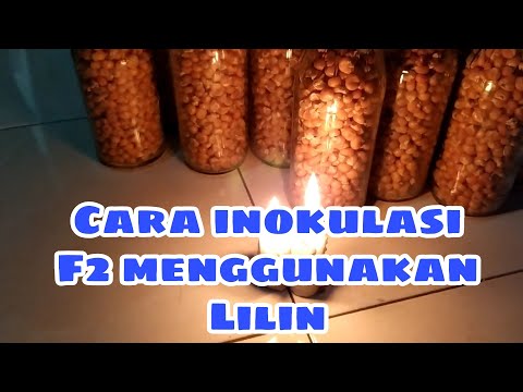 Video: Cara Menguduskan Lilin