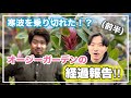 冬越しできた!?地植えしたオージープランツの経過報告!【オージープランツ】