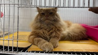 New arrival premium Persian Cat in Bd Dhaka katabon at madina pet shop discount price