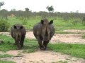 Rhinos in Swaziland