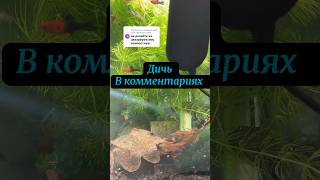 Комментаторы в деле #аквариумистика #рыбки