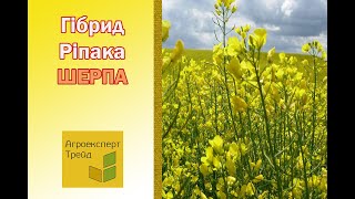 Озимый Рапс Шерпа 🌾, описание гибрида 🌾 - семена в Украине