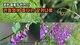 흔한 들풀의 반전!! - 관절염에 좋다는 갈퀴나물