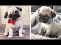 🥰 The Best Adorable Pugs in The Planet Makes Your Heart Melt 🐶 | Cute Puppies