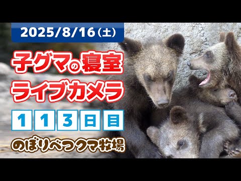 8月16日 子グマの寝室ライブカメラ のぼりべつクマ牧場 - YouTube