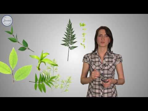 Биология 6 Строение растительного  организма