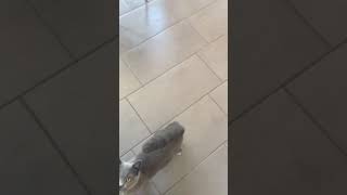 Bettelnder Kater Katze