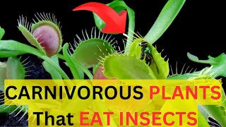 How Carnivorous PLANTS EAT BUGS! NATURE'S DEADLY TRAPS| The Dark Secret of CARNIVOROUS PLANTS.