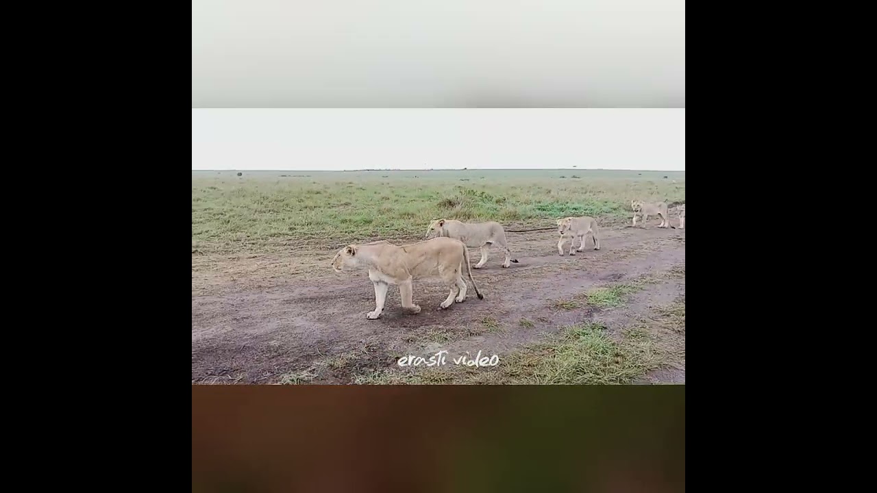 Black rock pride......