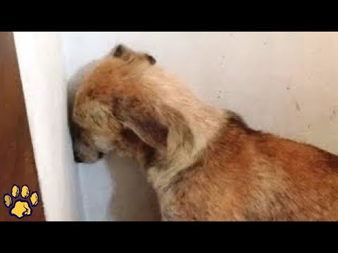 Video: Ako pomôcť vystrašenému psovi?