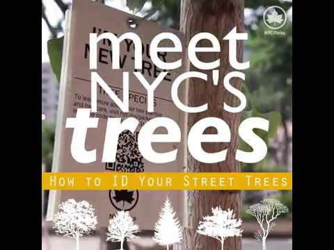 Meet NYC's Trees: Gingko