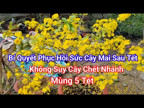 Ít Ai Chia Sẽ Cách Phục Hồi Sức Và Chăm Sóc Cây Mai Sau Tết Như Thế Này. 2023 vừa cập nhật