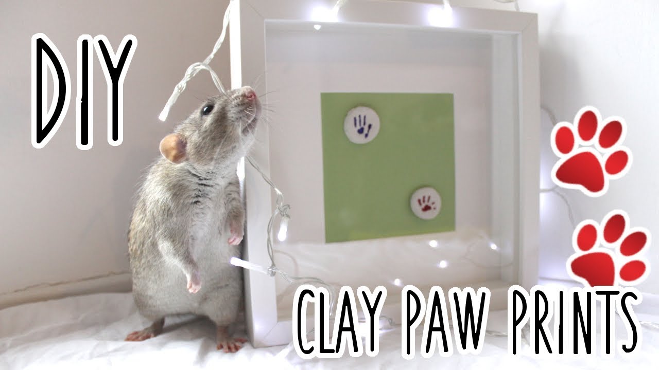 DIY CLAY PAW PRINTS 🐾 With Rats 🐀 YouTube