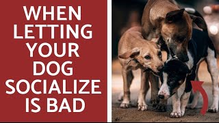 Why you shouldn’t socialize your dog!