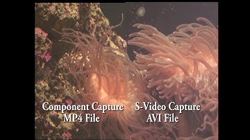 Comparing a Component Capture to an SVideo capture from Beta SP full component recording