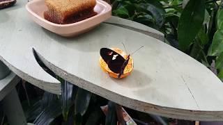 Williamson Park Butterfly House vid 1