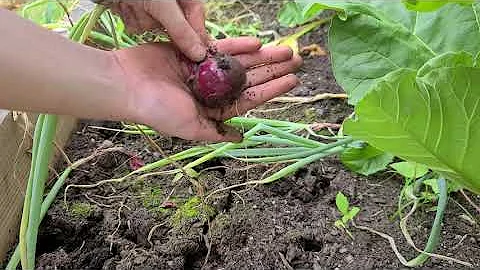 My First Onion Harvest!