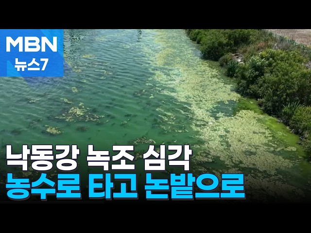 농수로 타고 '콸콸'…논밭까지 점령한 녹조 [MBN 뉴스7]