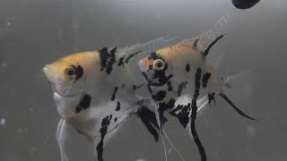 FAUZANA LAGU MINANG TERPOPULER 2025 FULL ALBUM NO IKLAN 