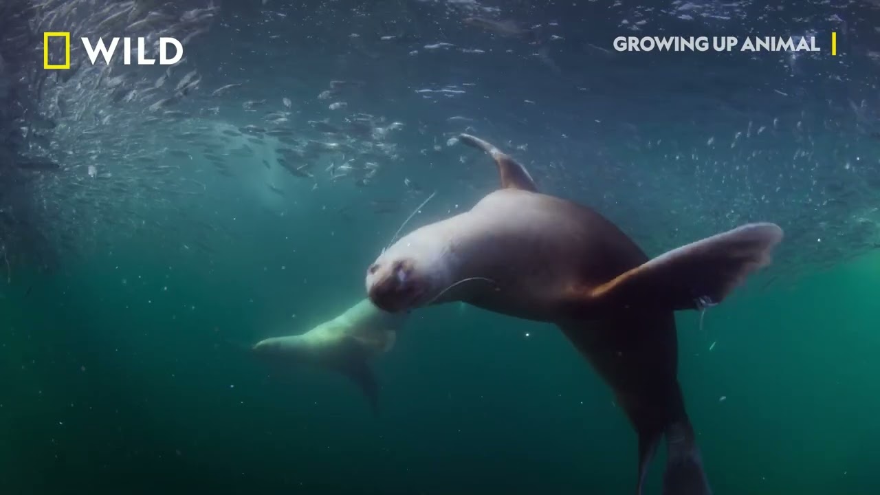 Star the Sea Lion | Growing Up Animal | National Geographic MENA