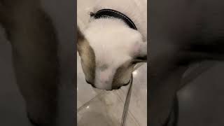French Bulldog Puppy Goes For Walk Pees In Elevator Lol Must See