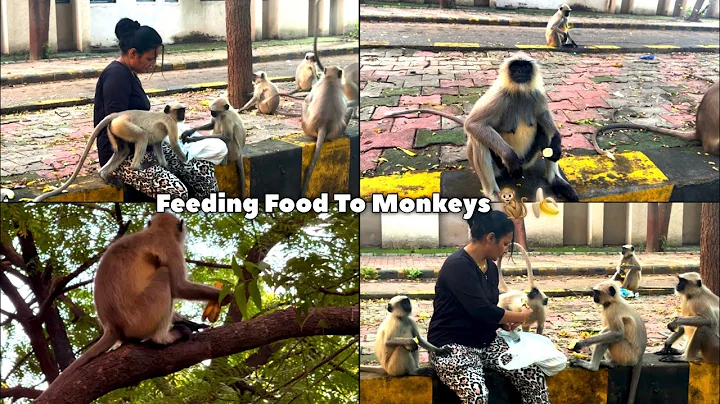 Feeding Food To Monkeys 🐒🍌 | Kapi Sena