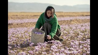 SAFFRON FARMS TOUR 2020 | تور مزارع زعفران مصطفوی