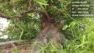 Cách chăm sóc cây cảnh bonsai tùng la hán đúng kỹ thuật, ra nhiều lá xanh tốt