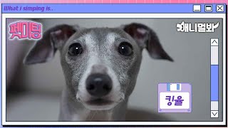 Doggo Idol King Yul’s Attitude Scandal? | Pet Meetup EP.05