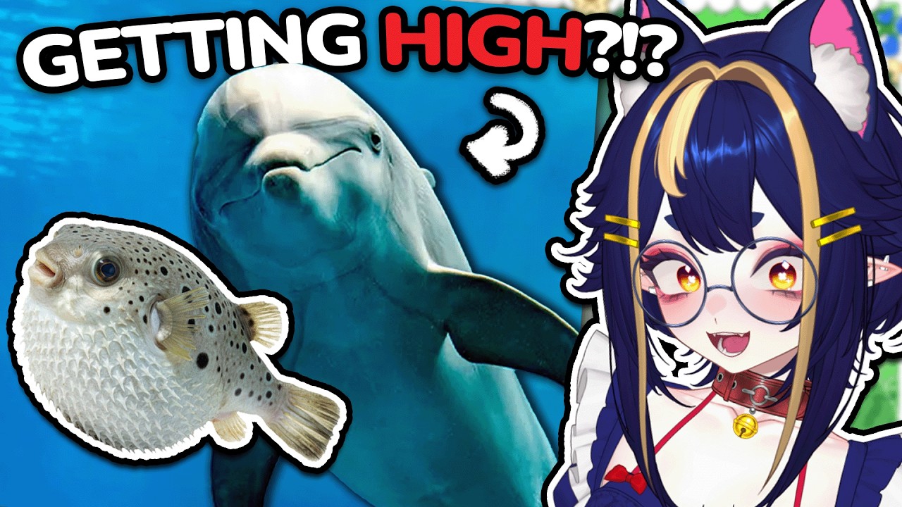 They Do WHAT With The Pufferfish??? | MoreParz Wildlife Shorts Reaction